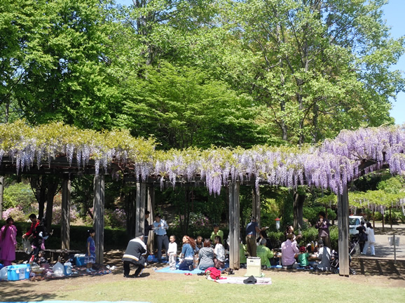 つつじのお花見交流会